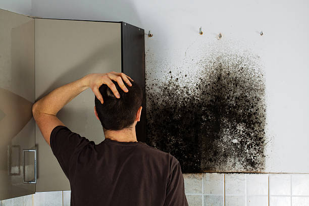 Office Mold Removal Services in Churchville, PA