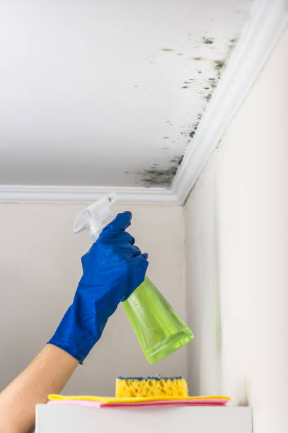 Certified Mold Removal in Churchville, PA